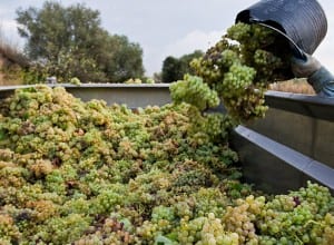 Grape harvest