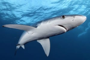 blue shark 2