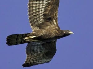 DUQUESA: Honey Buzzard