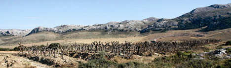 Los Merinos near Ronda