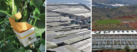 Plastic Greenhouses in Spain