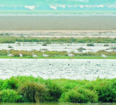 parque nacional donana sevilla