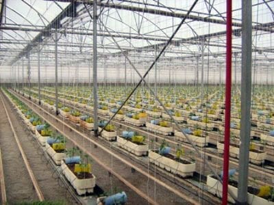 almeria hydroponic greenhouse