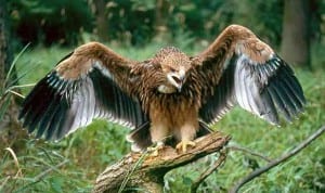 spanish imperial-eagle