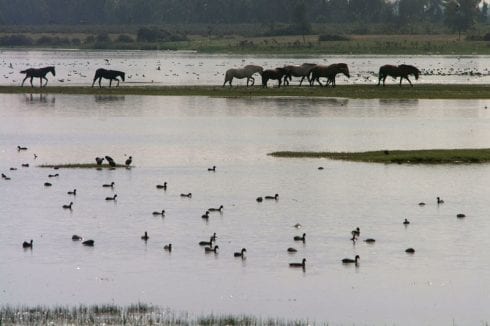 donana national park