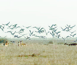 Birds at Donana national park
