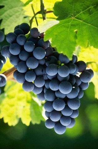 grapes on the vine