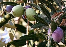 Bumper olive crop needs to be stored for next year e