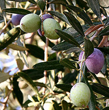 Bumper olive crop needs to be stored for next year