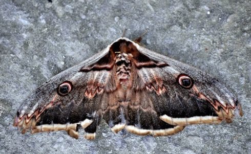 giant peacock moth