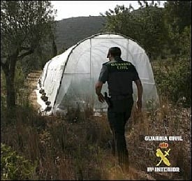 marijuana farm alicante