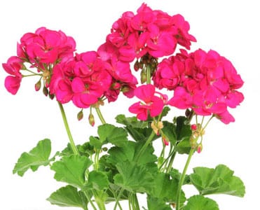 genetically modified geraniums could help hay fever sufferers