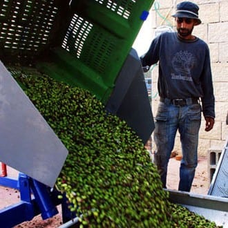 olive harvest e