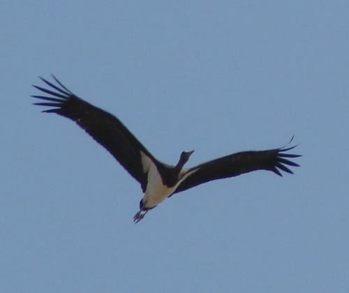 storks strait of gibraltar spain