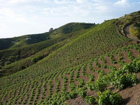 winemaking in the axarquia