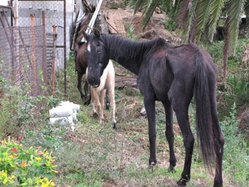 CYD Santa Maria horse rescue centre demonstrate in malaga