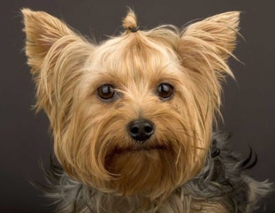 yorkshire terrier e