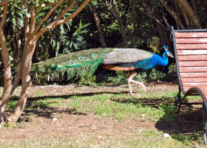A bloody-minded peacock