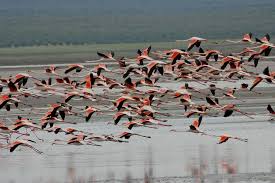 flamingo banding