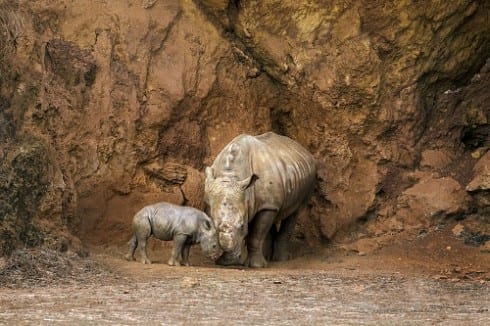 Green Baby rhino