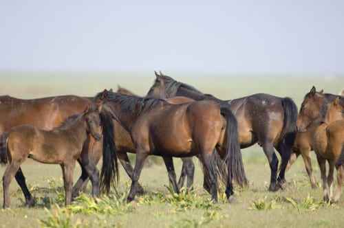 wild horses e