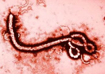 ebola disease