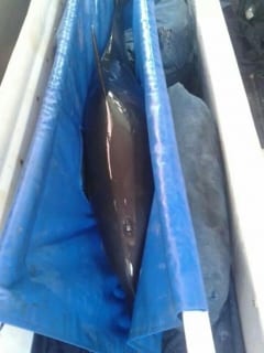 Nerja rescued dolphin