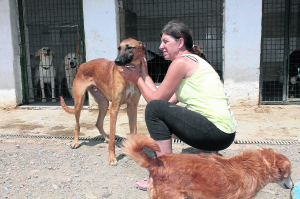 Kim currently has 80 dogs and 117 cats at her centre