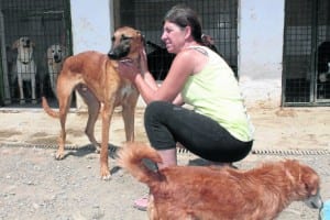 Kim currently has 80 dogs and 117 cats at her centre