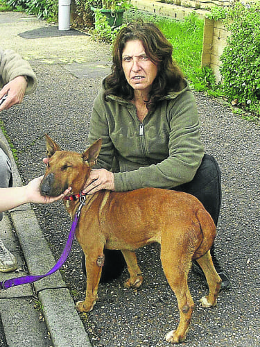 Kims rescue centre Kim looking sour e