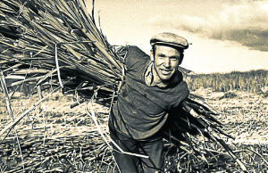 Sugar cane man old