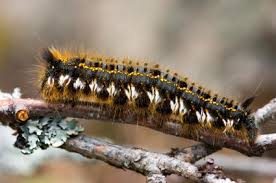 SECOND LEAD Killer caterpillar