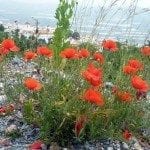 brazen poppies