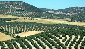 Andalucia produces 73% of Spain's olive oil
