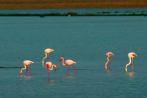 AVIAN PARADISE: Flamingos