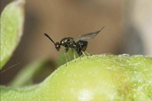 chestut gall wasp