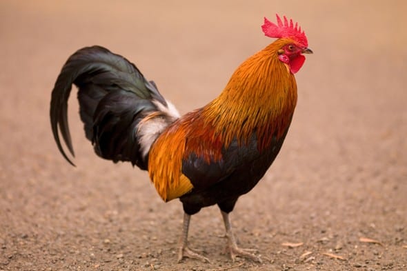 cockerel