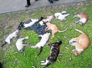 TRAGIC: Cats found dead in a street and disposed of in bins