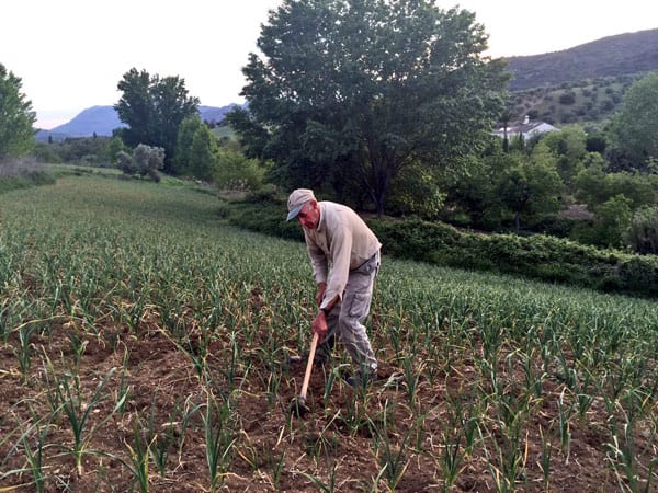 Best of rural Spain: Tilling garlic near Ronda - a good year and 2/3 days from market... 