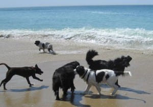 dog-beach-spain