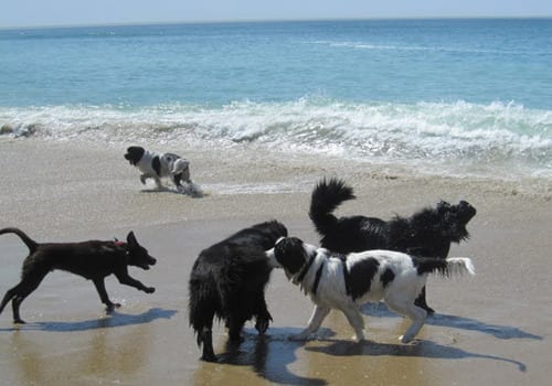 Are Dogs Banned From All Beaches