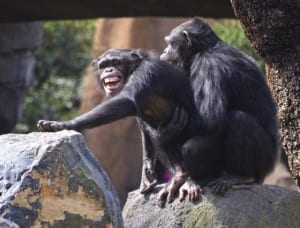 Biopark-chimps