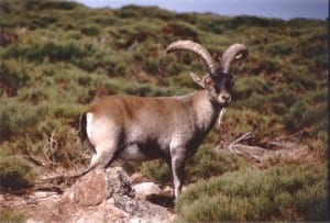 Mountain goats are a very important hunting species in Spain