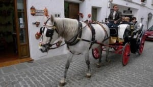 Tourist carriage horse in Marbella 