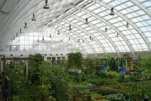 heatstroke_greenhouse
