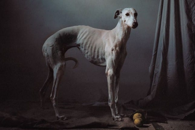 are galgo espanol the most intelligent dogs