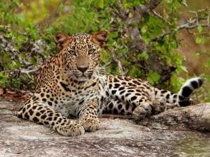 Young Leopard (Panthera pardus kotiya)