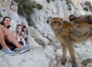 Gibraltar’s Barbary macaques