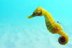 seahorses found in luggage