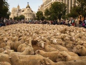 Sheep protest in Madrid